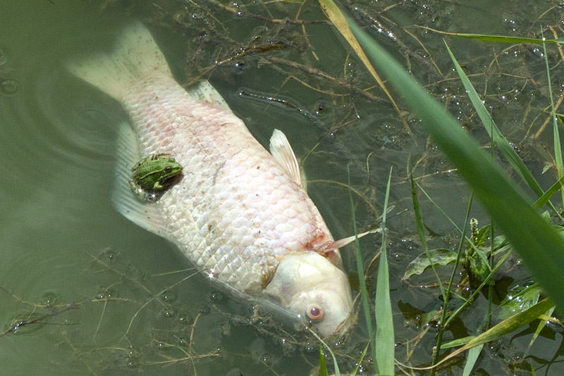 Pelophylax/Rana sp.