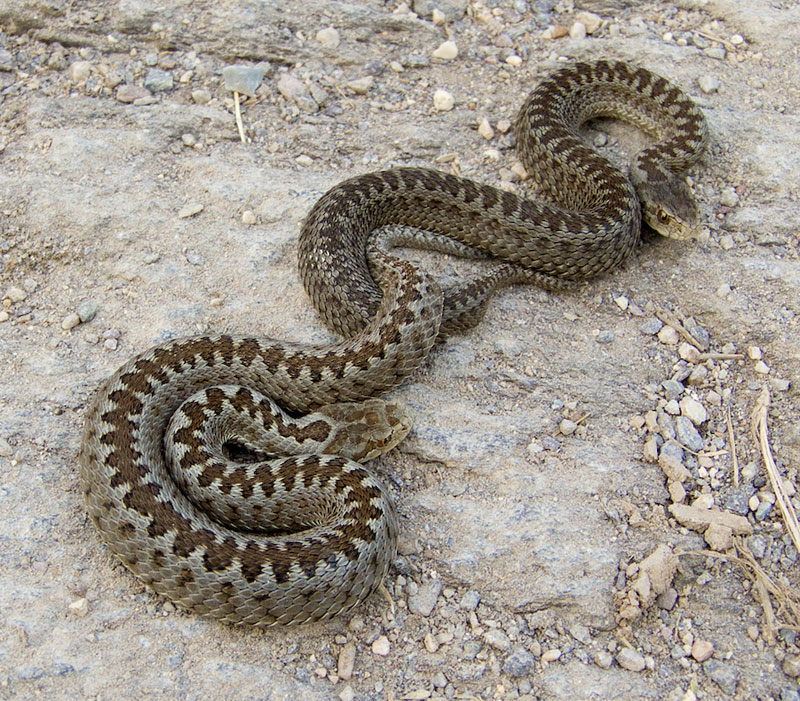 Vipera ursinii
