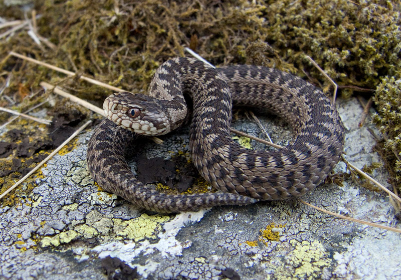 Vipera ursinii