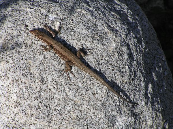 Podarcis muralis