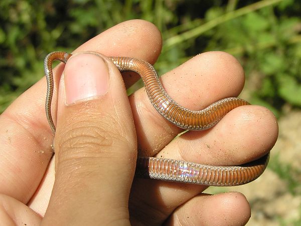 Coronella austriaca