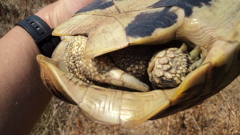 Testudo hermanni