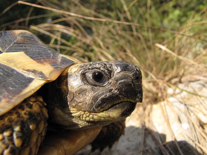 Testudo hermanni