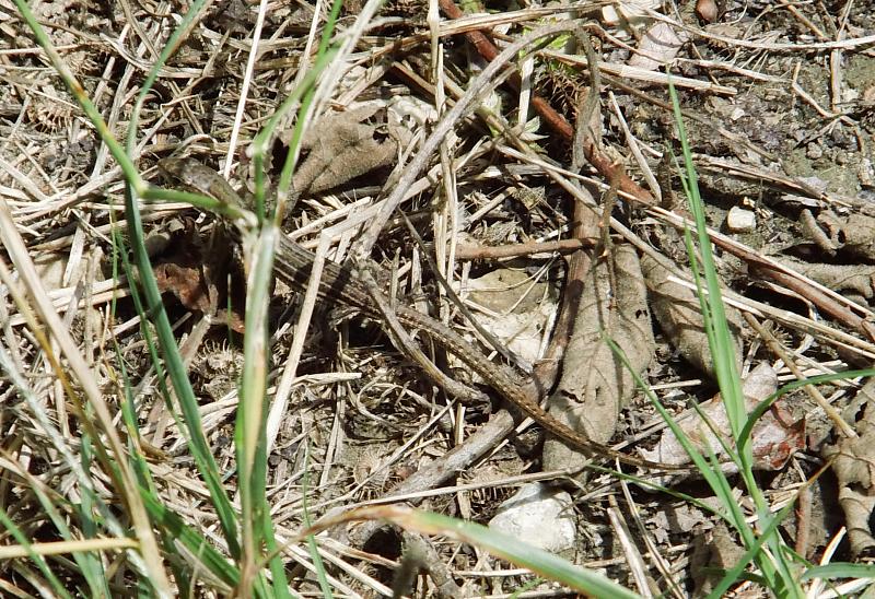 Podarcis melisellensis
