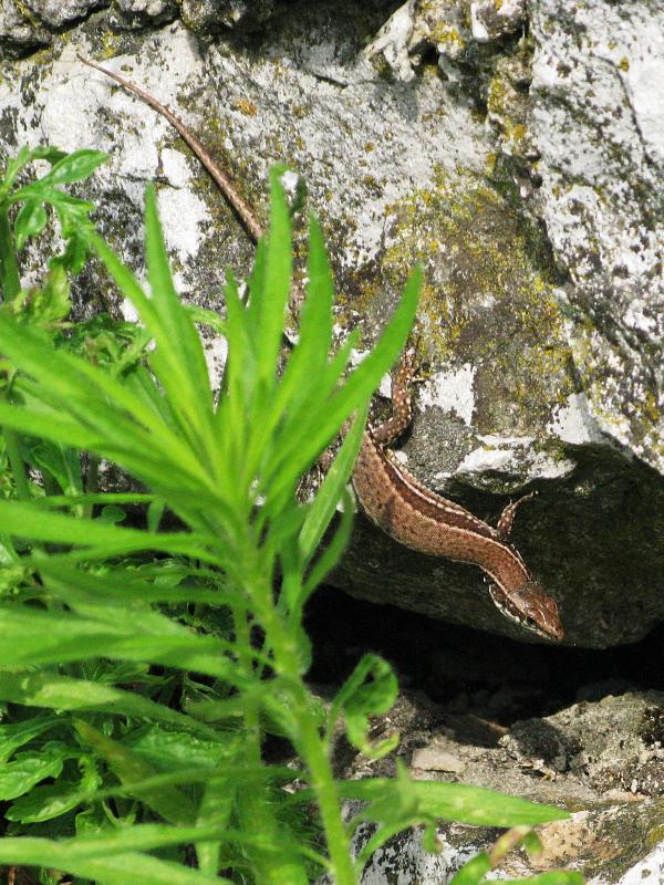 Podarcis muralis