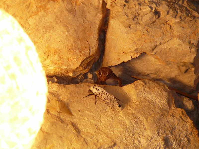 Hemidactylus turcicus