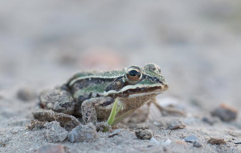 Pelophylax lessonae Pelophylax lessonae