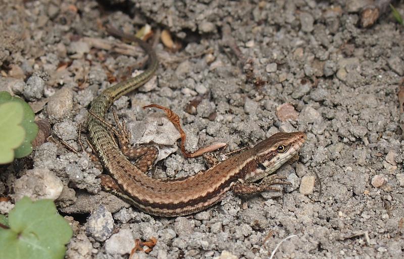 Podarcis muralis Podarcis muralis