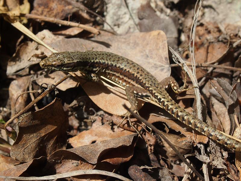 Podarcis muralis Podarcis muralis