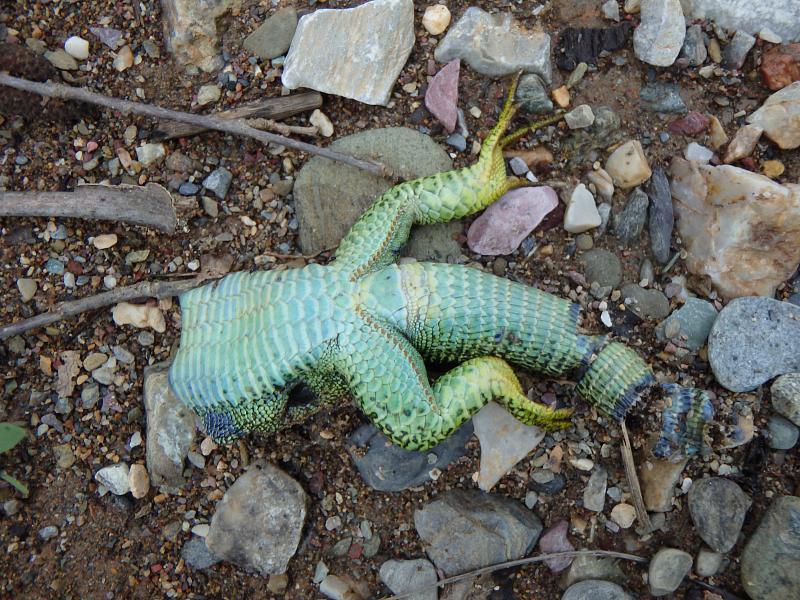 Lacerta sp.