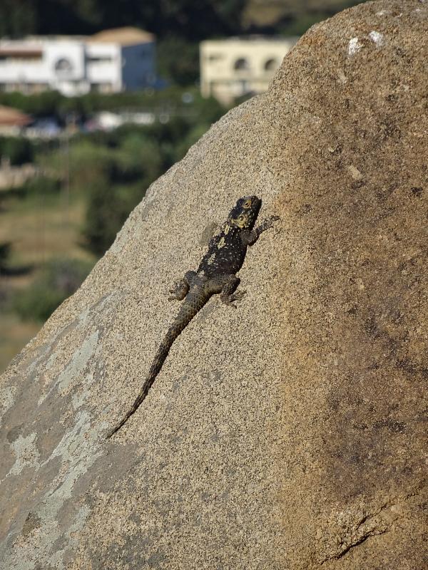 Laudakia stellio