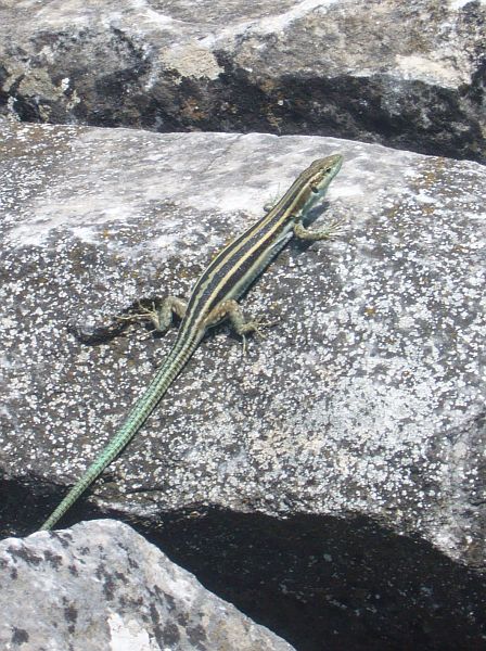 Podarcis peloponnesiacus