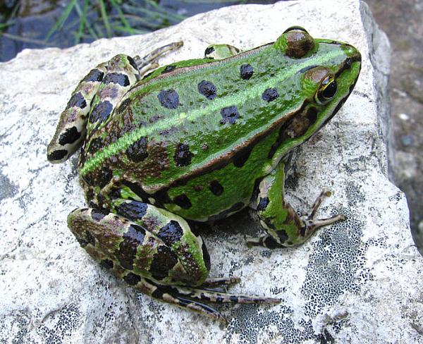 Pelophylax kl. esculentus (syn. Rana esculenta), Edible Frog, photo fid2036  | Balcanica.info