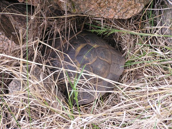 Testudo graeca