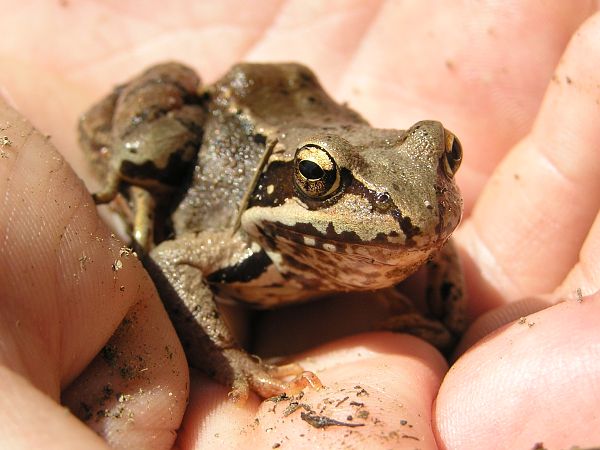 Rana temporaria