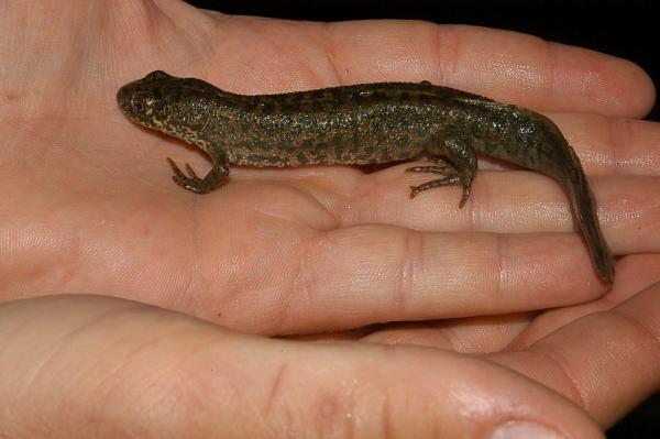 Triturus macedonicus Triturus macedonicus
