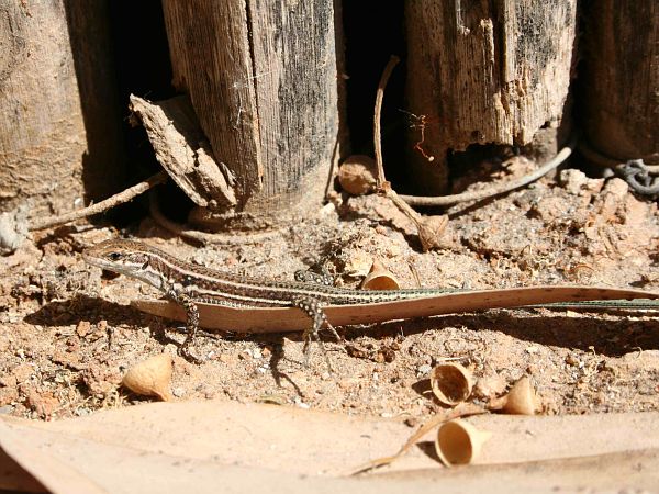 Podarcis cretensis