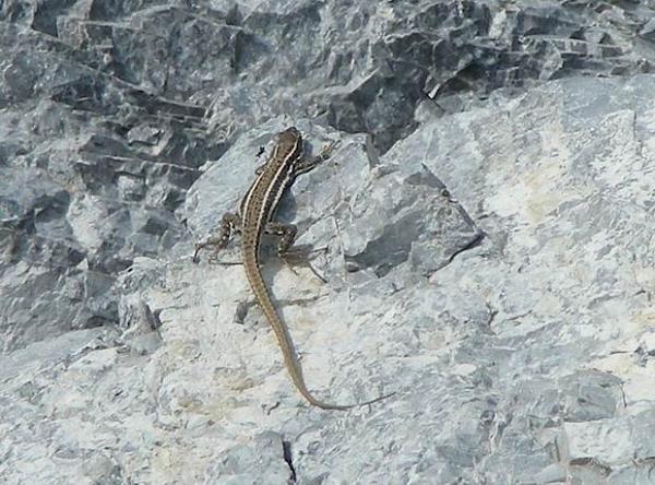 Podarcis erhardii Podarcis erhardii