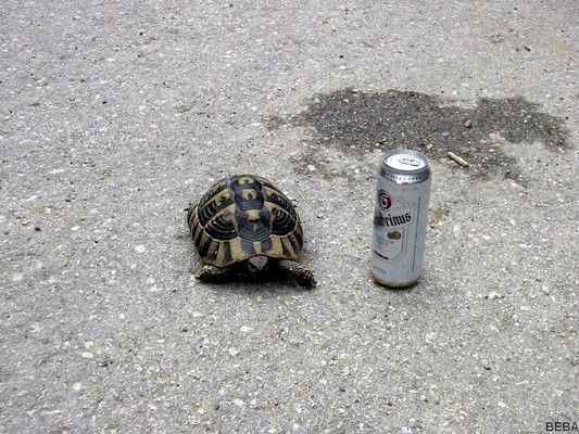 Testudo hermanni