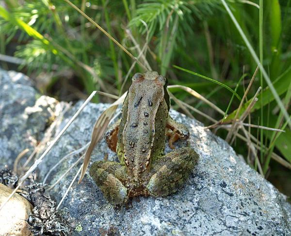 Rana temporaria