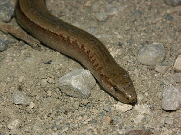 Anguis cephallonica