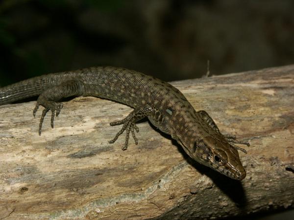 Hellenolacerta graeca