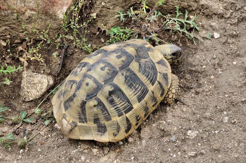 Testudo hermanni Testudo hermanni