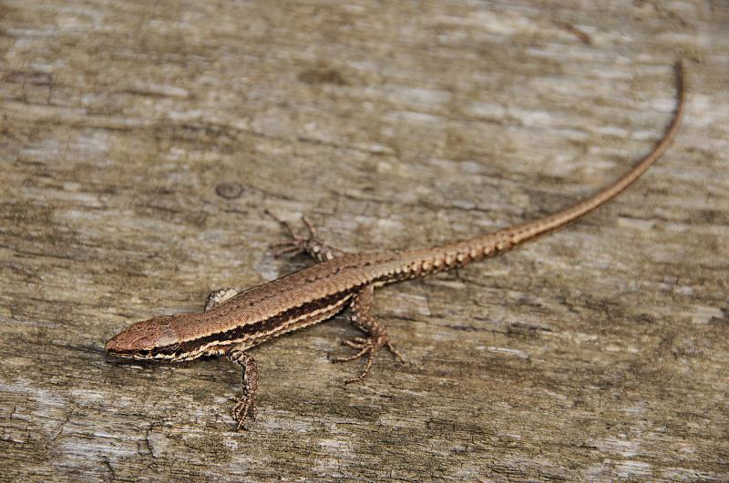 Podarcis muralis