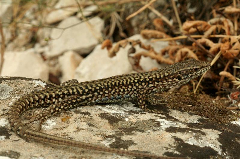 Podarcis muralis
