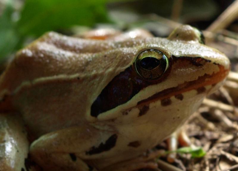 Rana dalmatina