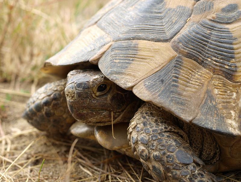 Testudo graeca