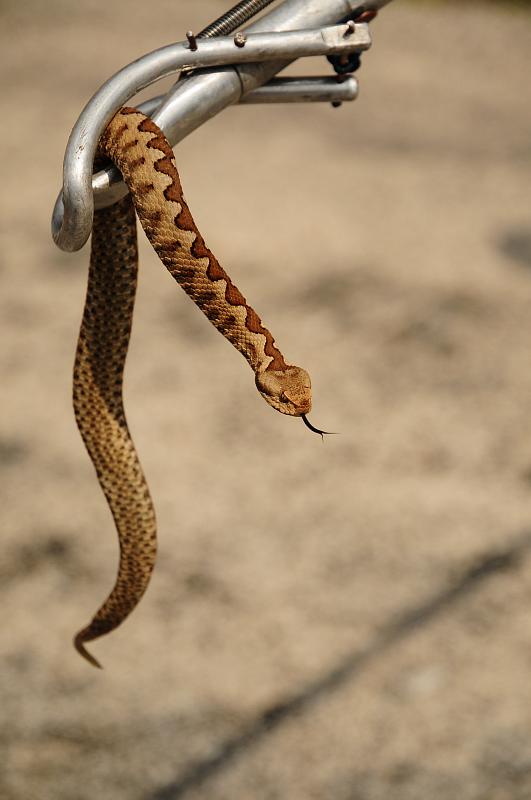 Vipera ammodytes z Énosu při manipulaci odchytovou holí