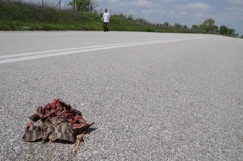 Testudo graeca Testudo graeca