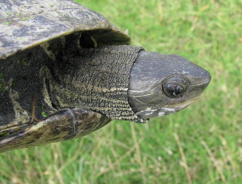 Mauremys rivulata Mauremys rivulata