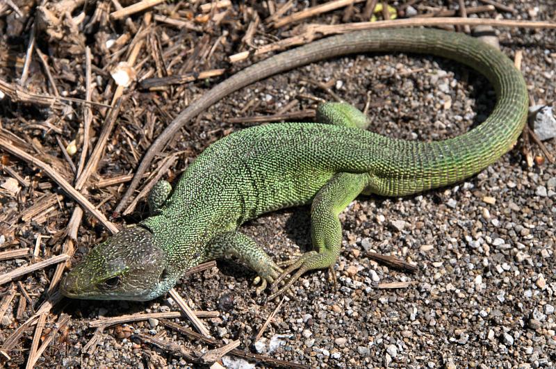Lacerta trilineata