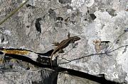 Podarcis muralis ze Zádiela.