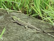 Podarcis taurica