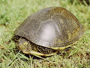 Emys orbicularis