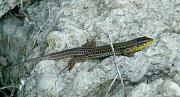 Podarcis melisellensis