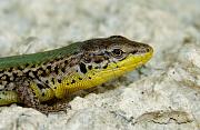 Podarcis melisellensis