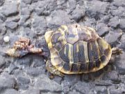 Testudo sp.