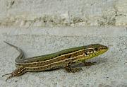 Podarcis melisellensis