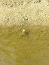 Pelophylax ridibundus