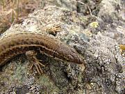 Podarcis erhardii