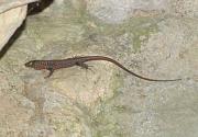 Hellenolacerta graeca