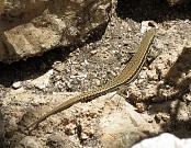 Podarcis muralis