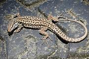 Podarcis muralis