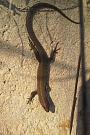Algyroides moreoticus