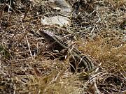 Lacerta agilis