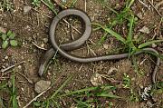 Anguis fragilis s.l.
